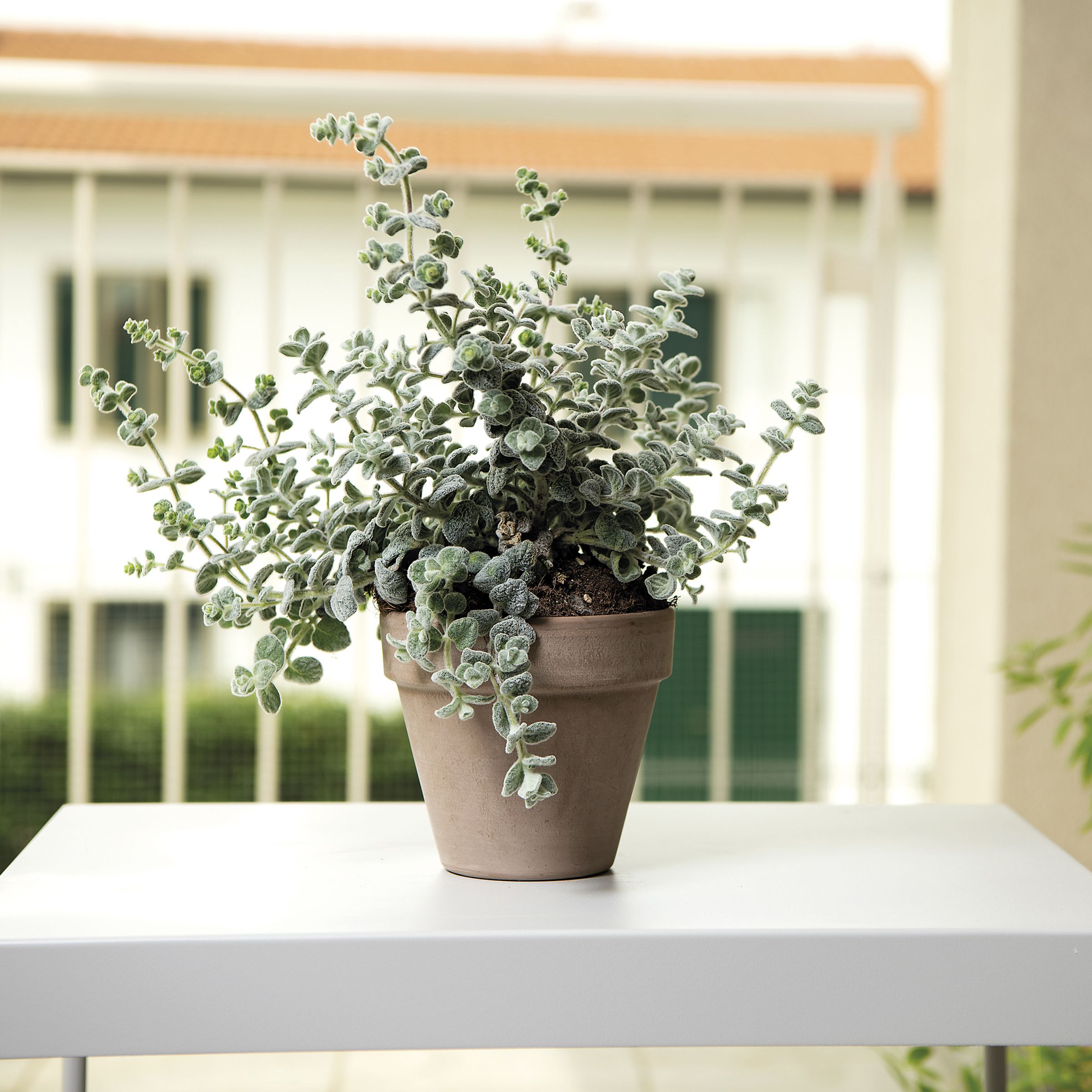Laleh Brown Terracotta Circular Plant pot (Dia)17.1cm