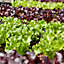 Lettuce mixed Lettuce Seed