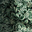 Lick Green Foliage 01 Textured Wallpaper Sample