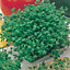 Little Gardeners Fine Curled Cress Seed
