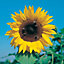 Little Gardner's Sunny giant single Sunflower Seed