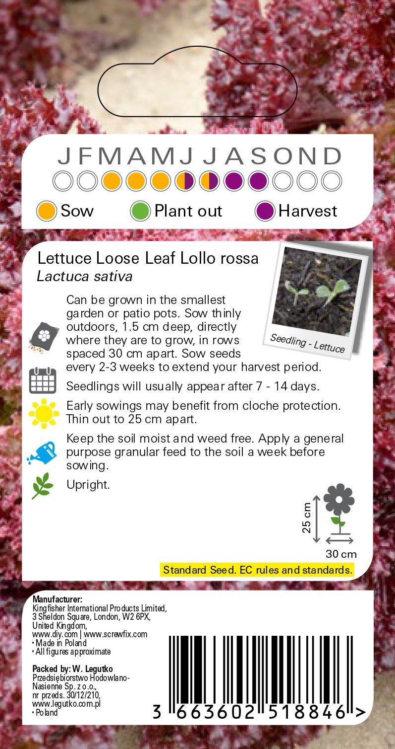 Lollo rossa lettuce Seed