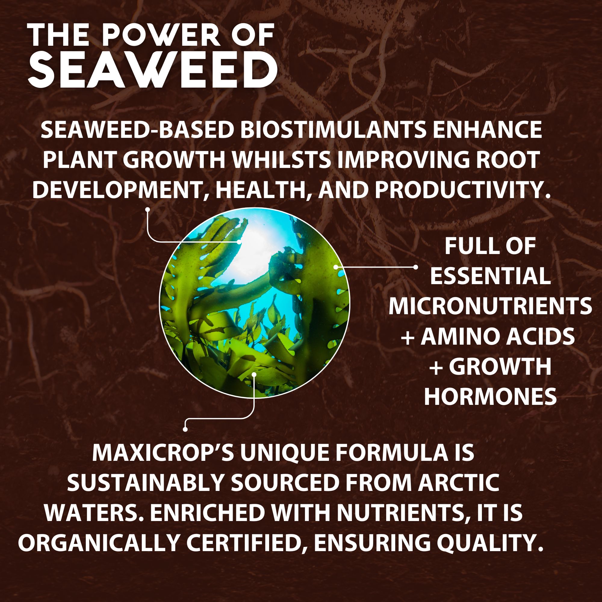 Maxicrop Lawn food & moss control, 2.5L Liquid