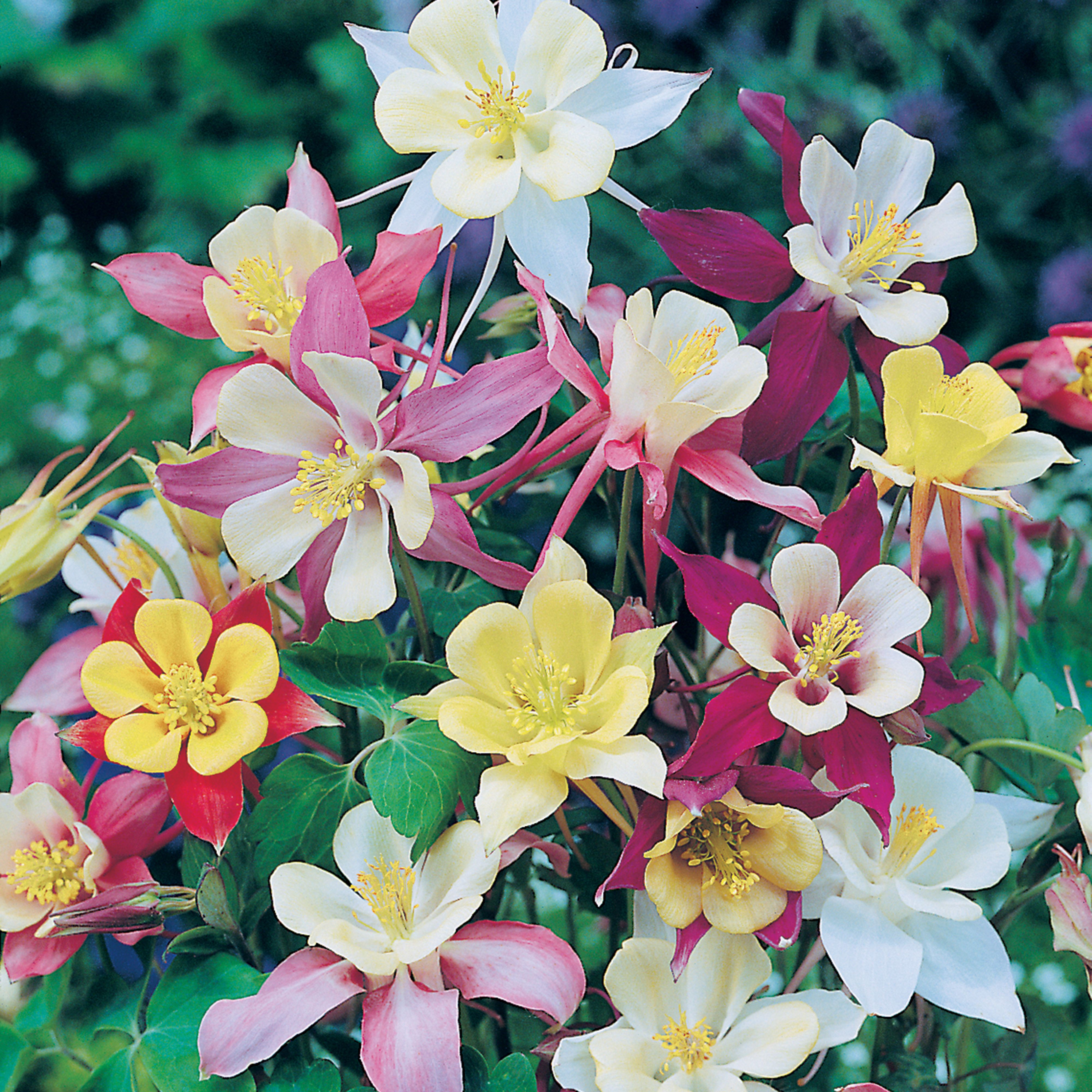Mckana Giant Mixed Aquilegia Seed