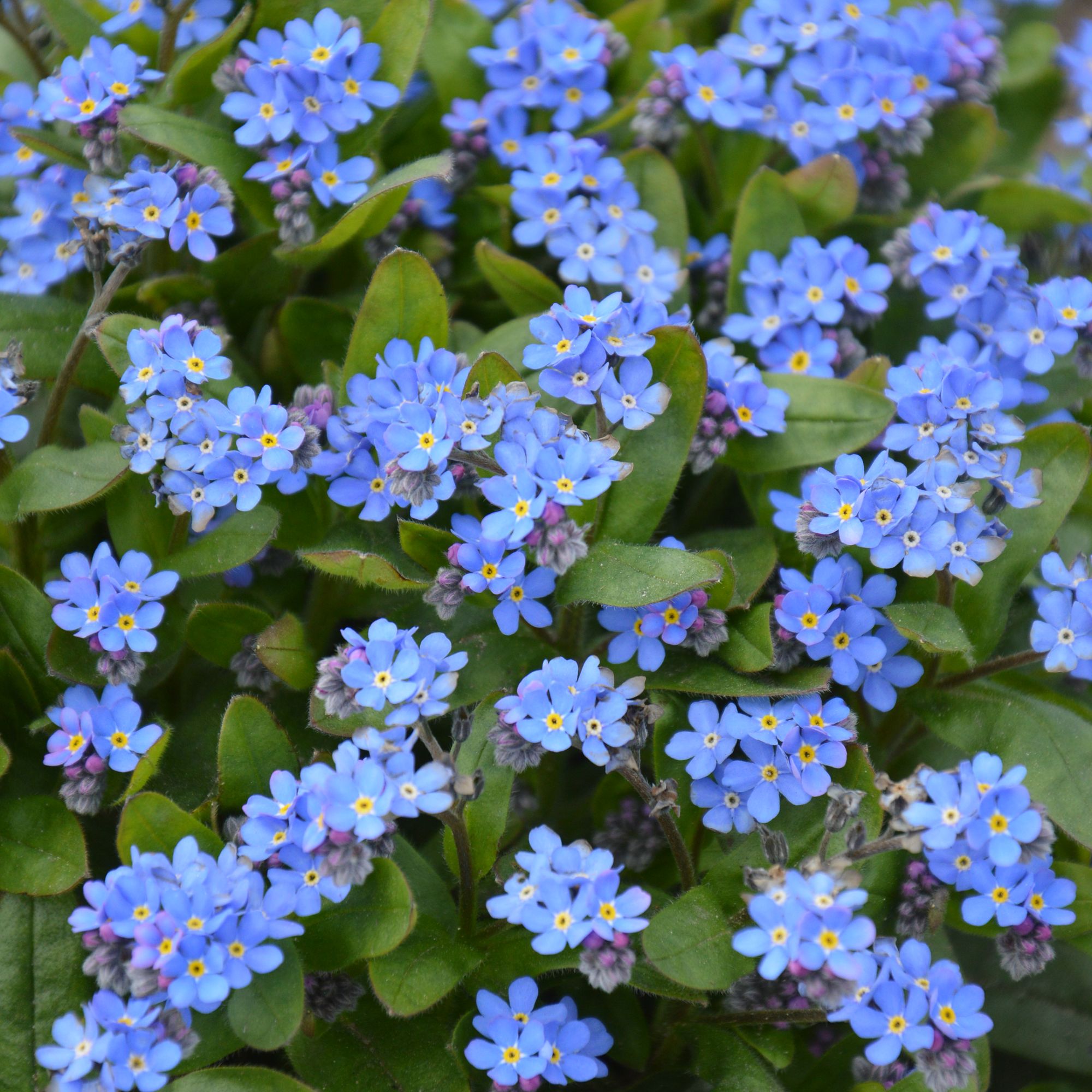 Me Not Blue Lake Forget Me Not Seeds