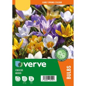 Mixed Crocus (early) 60 Flower bulbs