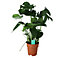 Monstera in 19cm Terracotta Plastic Grow pot