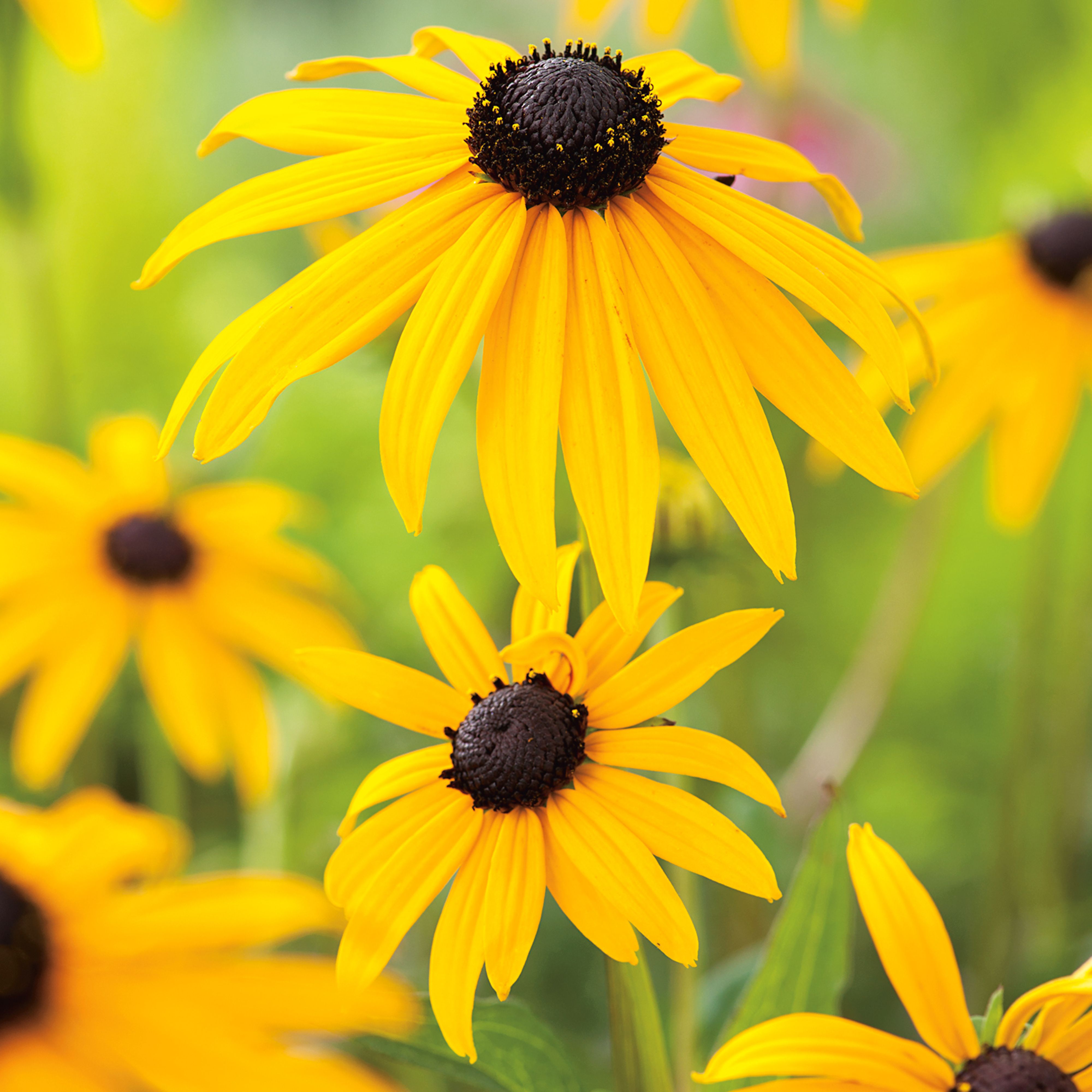 Mr Fothergills RHS Goldsturm Rudbeckia Seed