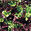 Mr FothergillsDavid Domoney Loose leaf mixed Lettuce Loose leaf lettuce Seeds