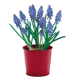 Muscari armeniacum Blue Flower bulb, comes in Tin Container