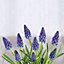 Muscari armeniacum Blue Flower bulb, comes in Tin Container