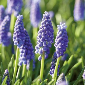 Muscari armeniacum (Grape Hyacinth) 100 Flower bulbs