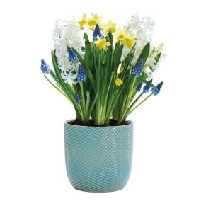 Muscari armeniacum, Narcissus Tête-à-Tête & Hyacinthus White Pearl White yellow blue Flower bulb, comes in Ceramic Container