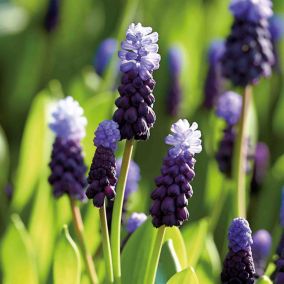 Muscari latifolium (grape hyacinth) 15 Flower bulbs