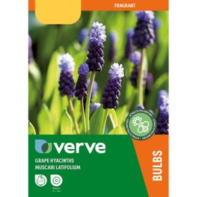 Muscari latifolium (grape hyacinth) 15 Flower bulbs