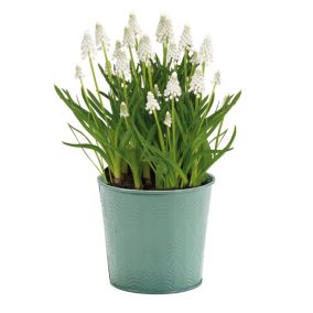 Muscari Siberian Tiger Blue Flower bulb, comes in Tin Container