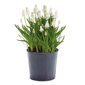 Muscari Siberian Tiger White Flower bulb, comes in Tin Container