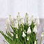 Muscari Siberian Tiger White Flower bulb, comes in Tin Container