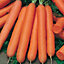 Nantes 5 Carrot Seed