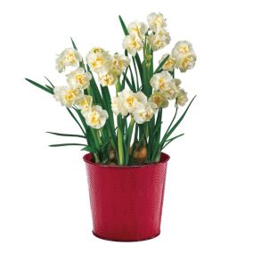 Narcissus Bridal Crown Yellow Flower bulb, comes in Tin Container