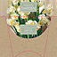 Narcissus Bridal Crown Yellow Flower bulb, comes in Tin Container