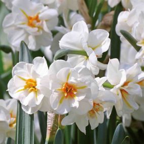 Narcissus Sir Winston Churchill 8 Flower bulbs