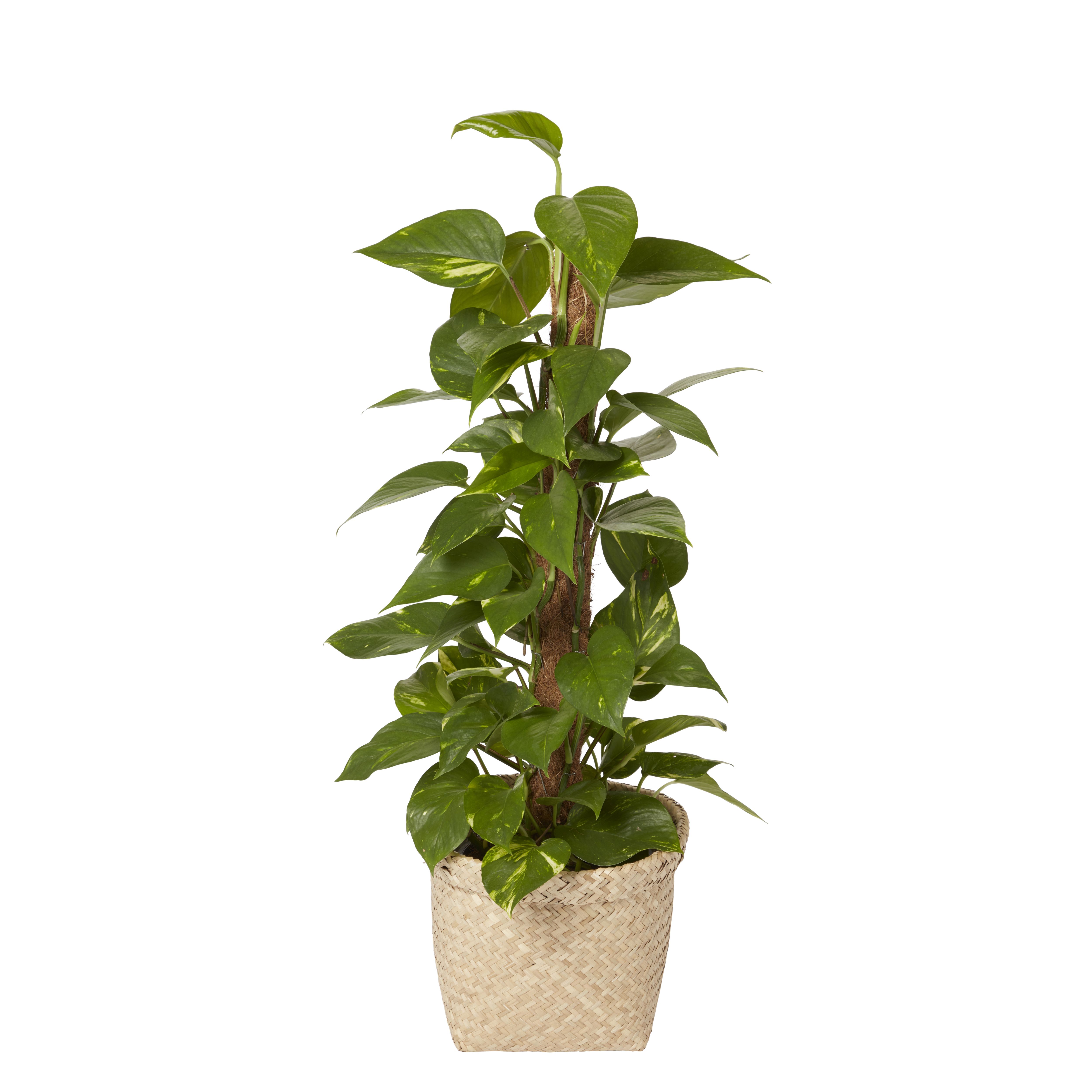 Natural Seagrass Herringbone Circular Plant pot (Dia)26.5cm