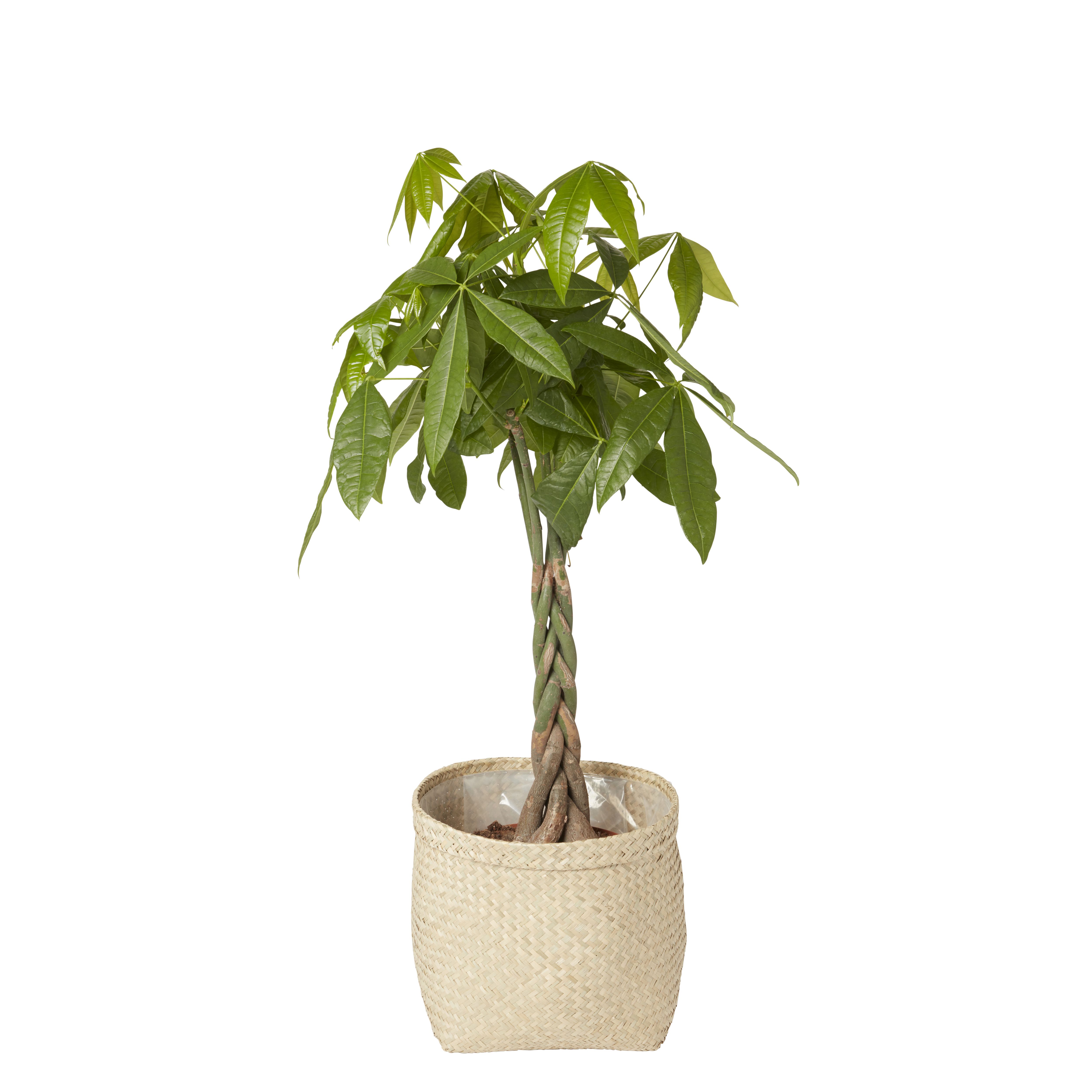 Natural Seagrass Herringbone Circular Plant pot (Dia)35cm