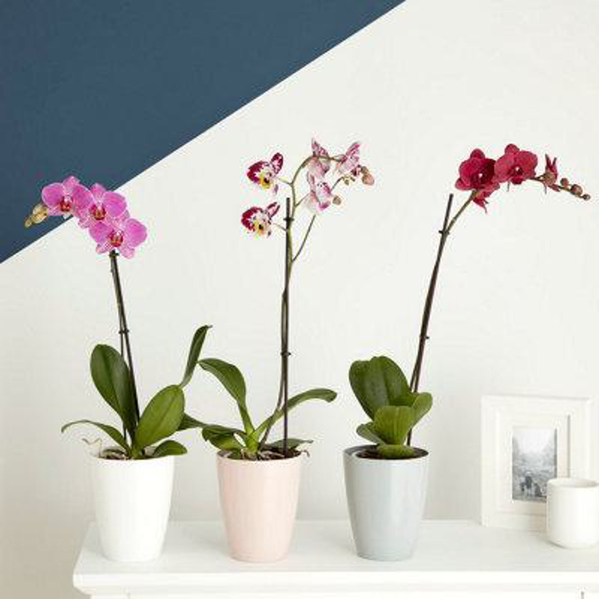 Orchid White Plastic Circular Plant pot (Dia)13.1cm