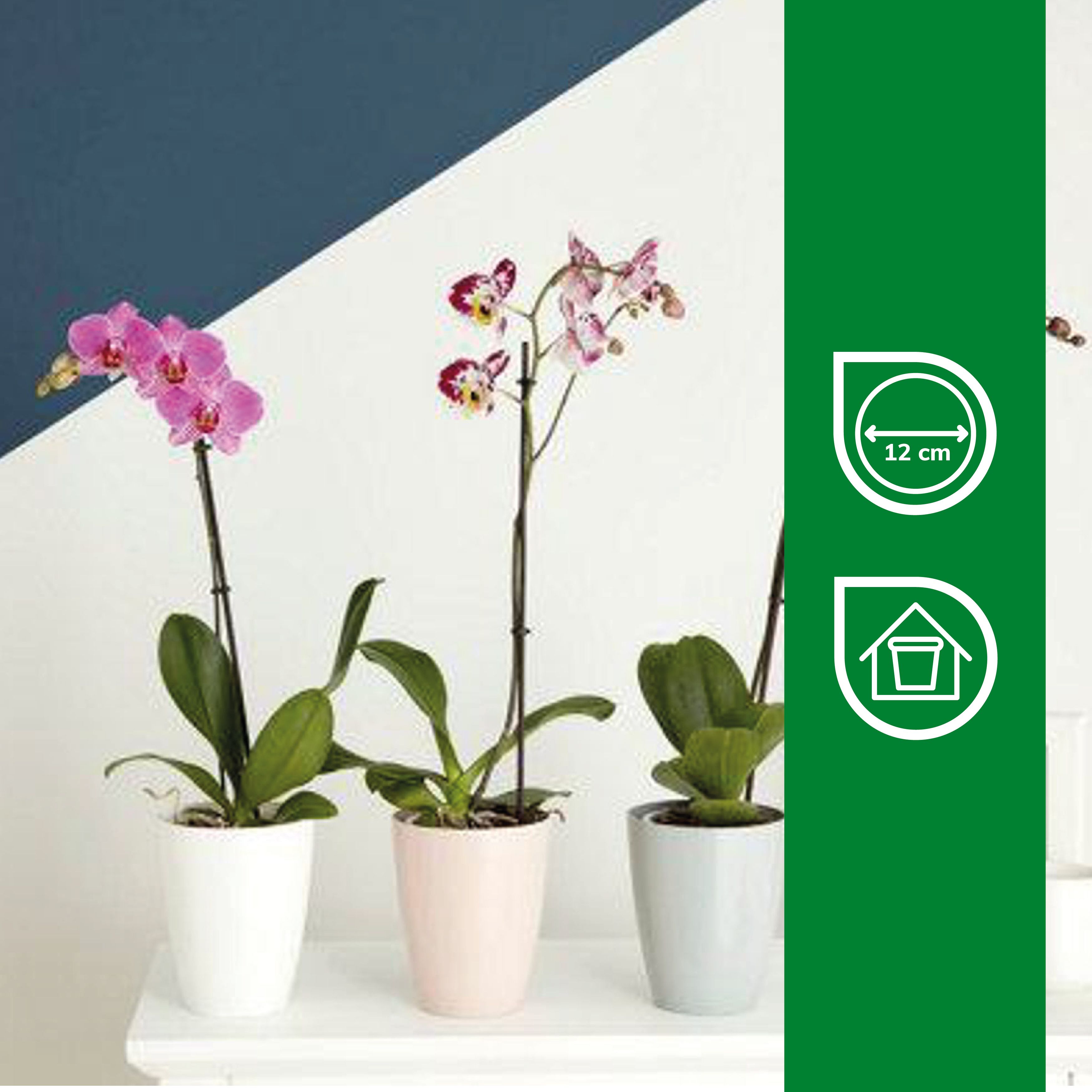 Orchid White Plastic Circular Plant pot (Dia)13.1cm