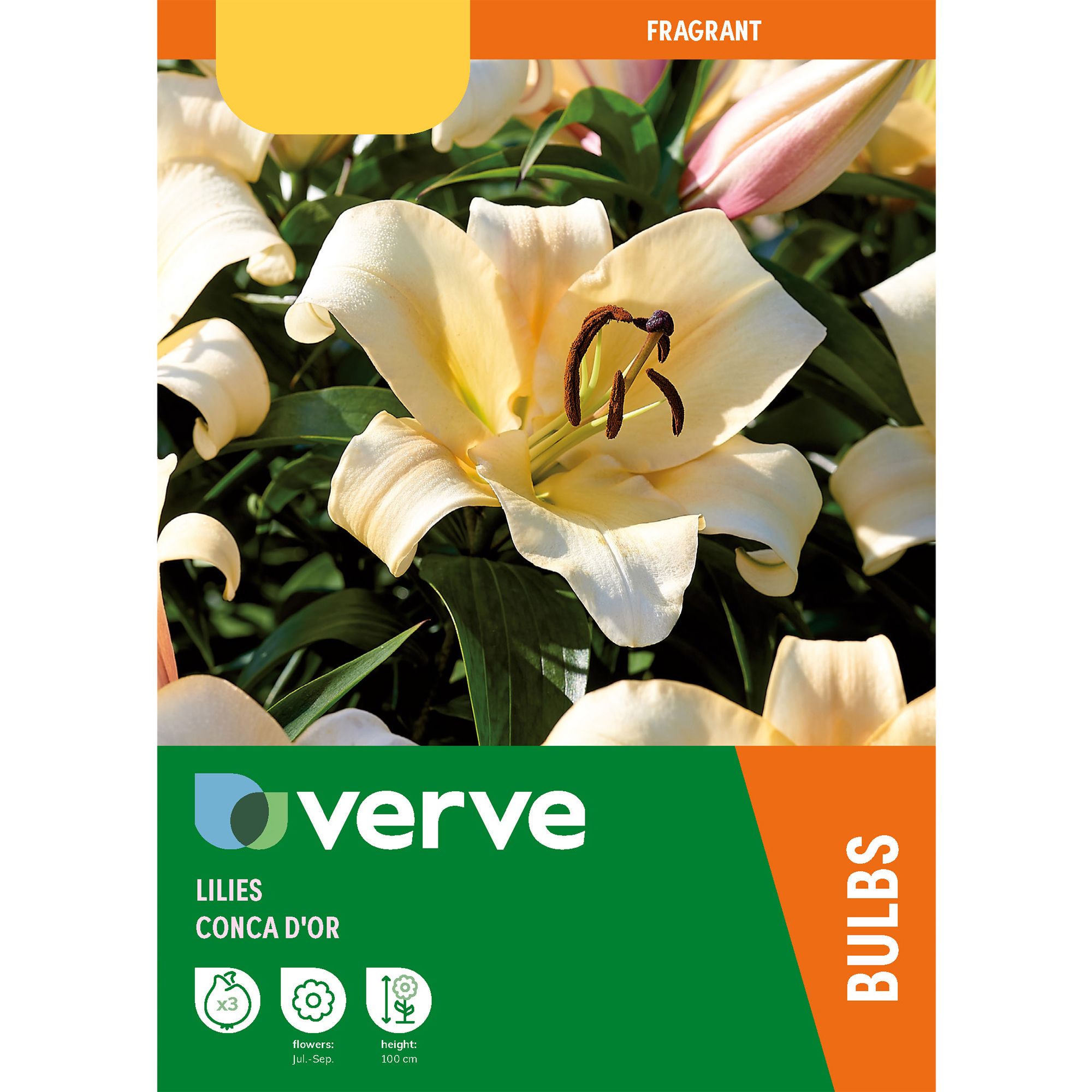 ORIENTAL LILY CONCA D'OR