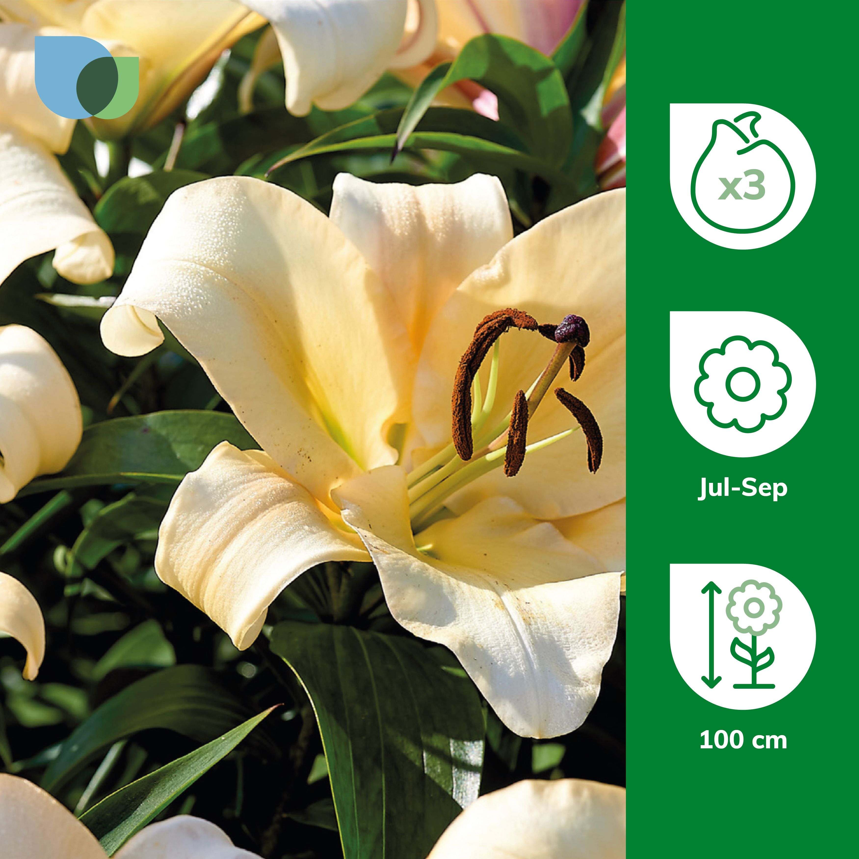 ORIENTAL LILY CONCA D'OR