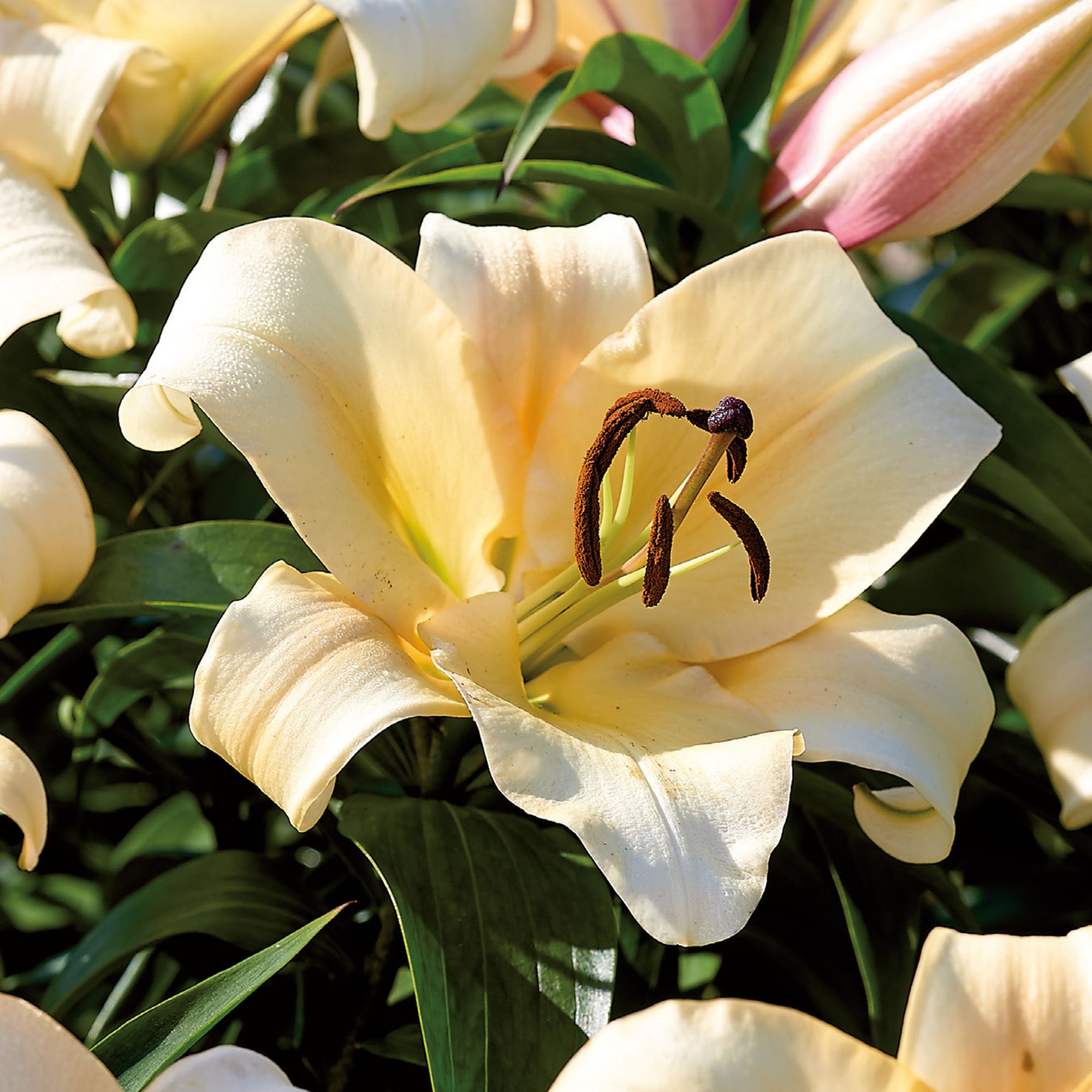 ORIENTAL LILY CONCA D'OR