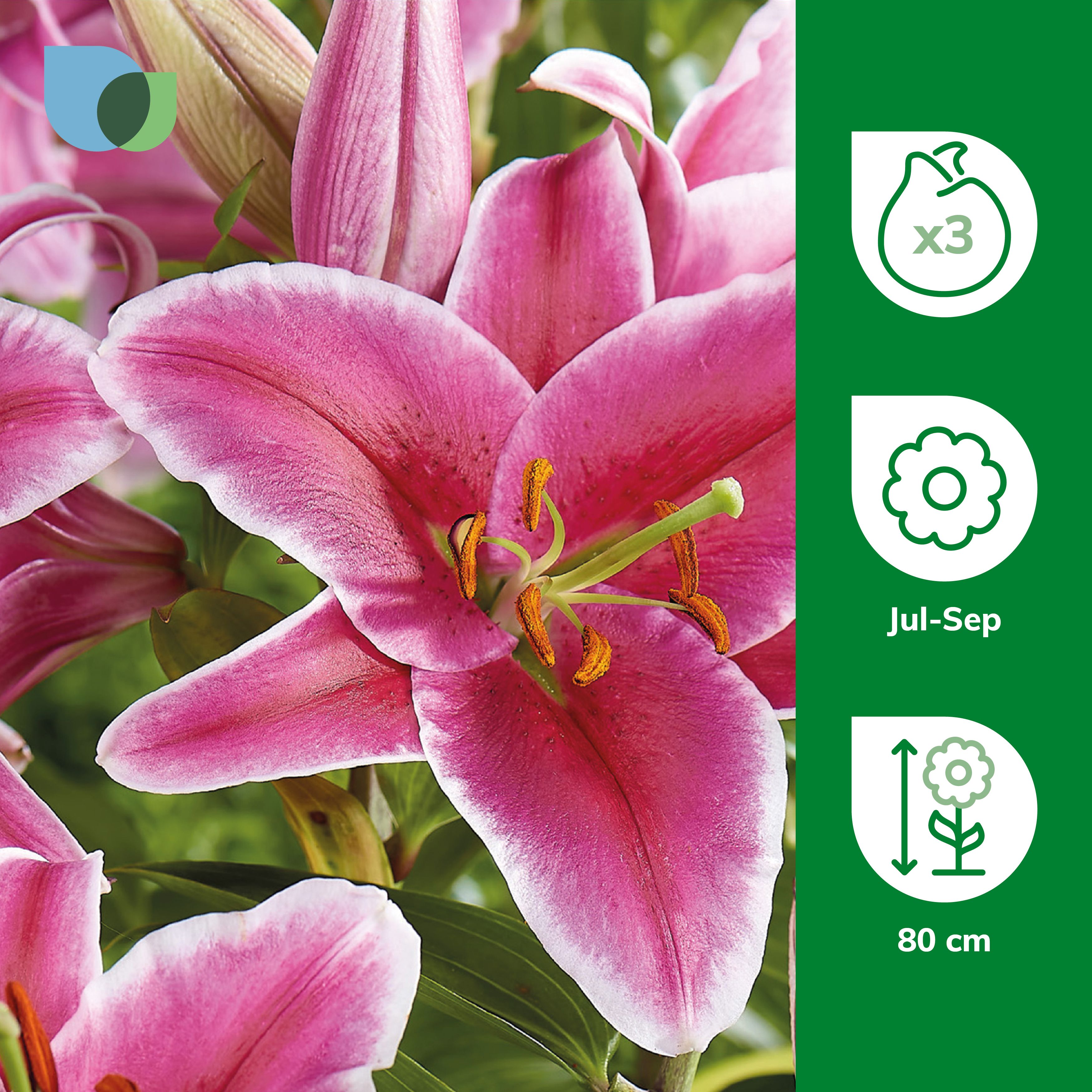 ORIENTAL LILY EL CAPITAN