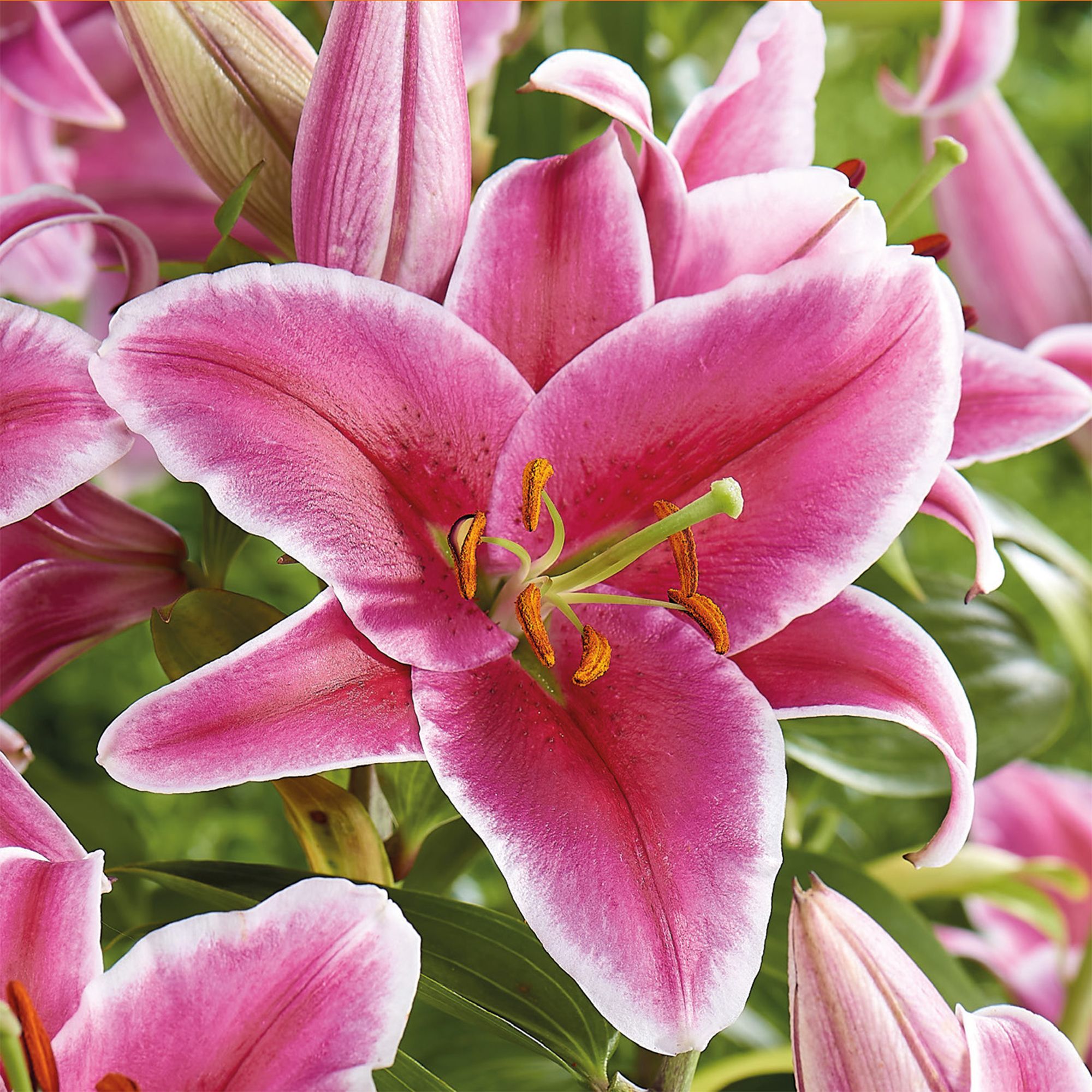 ORIENTAL LILY EL CAPITAN