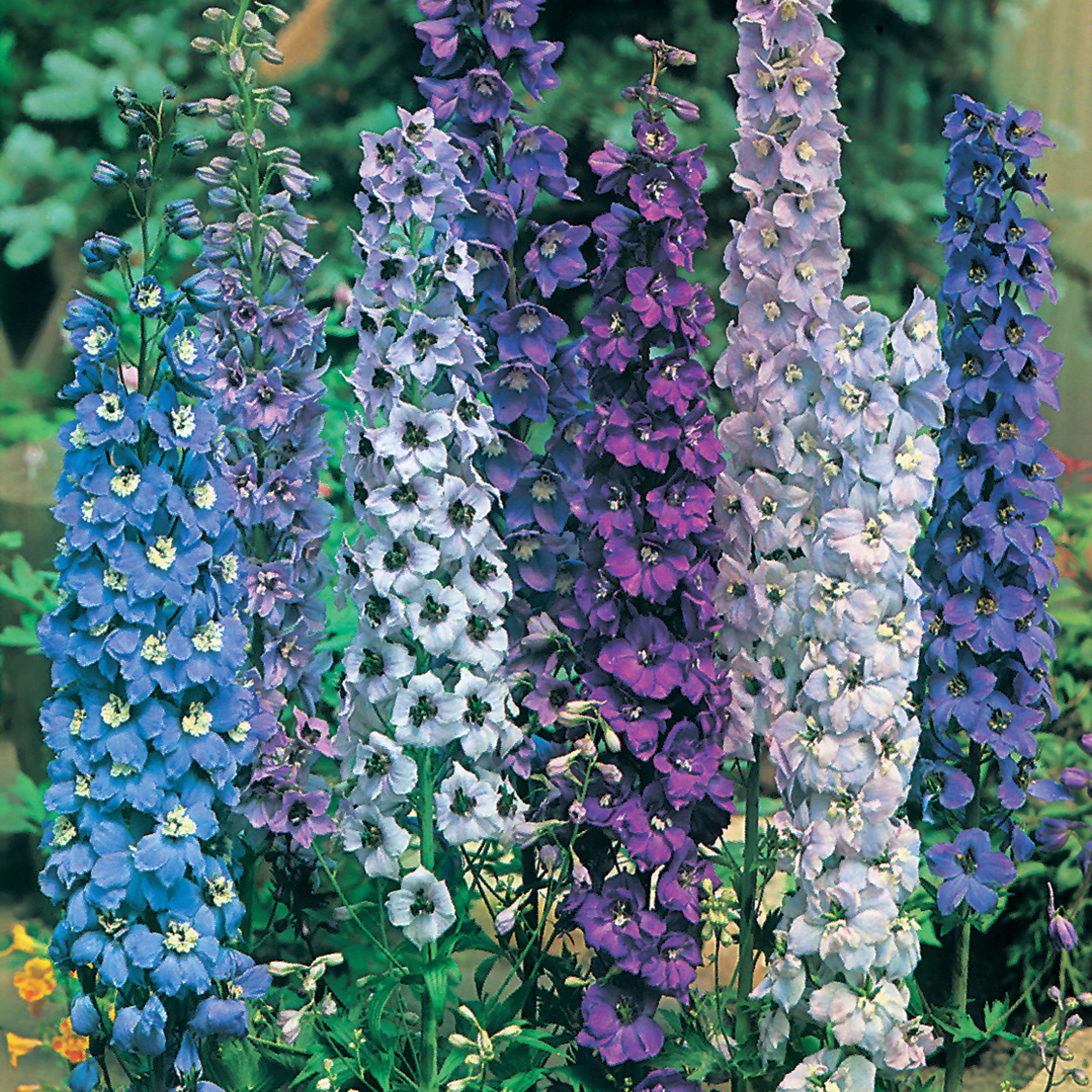 Pacific Giants Mixed Delphinium Seed