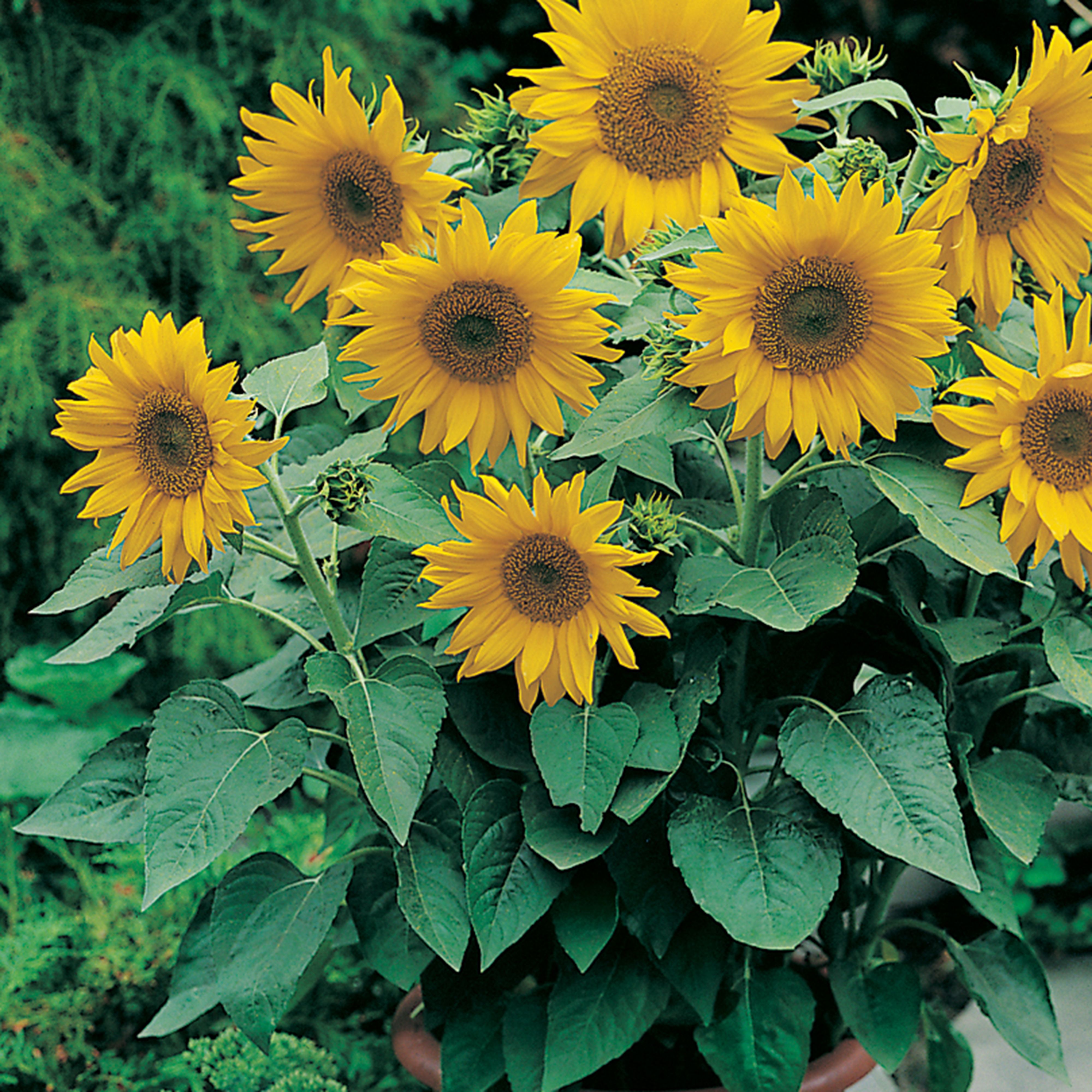 Pacino Gold Sunflower Seed