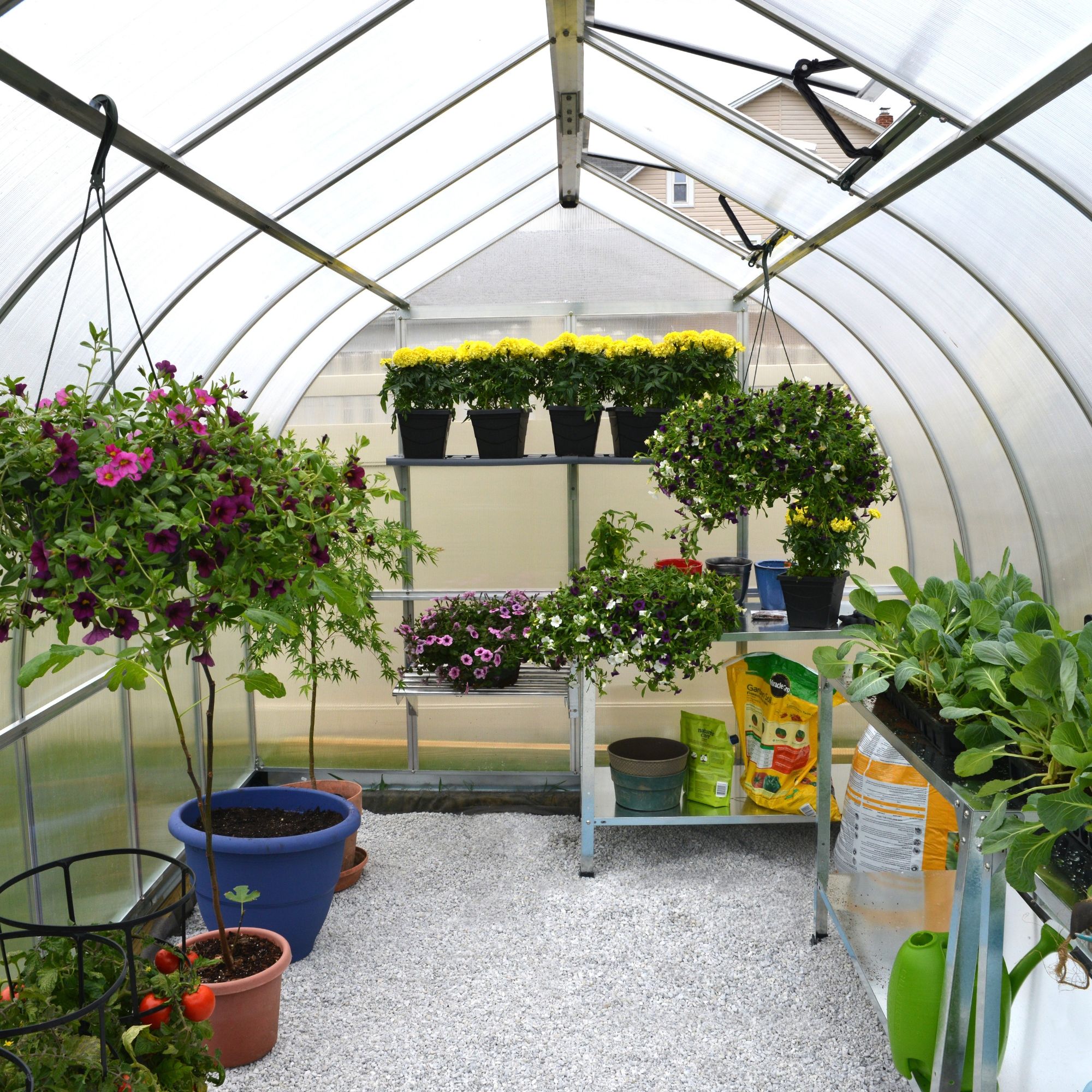 Palram - Canopia Bella 8x8 Greenhouse