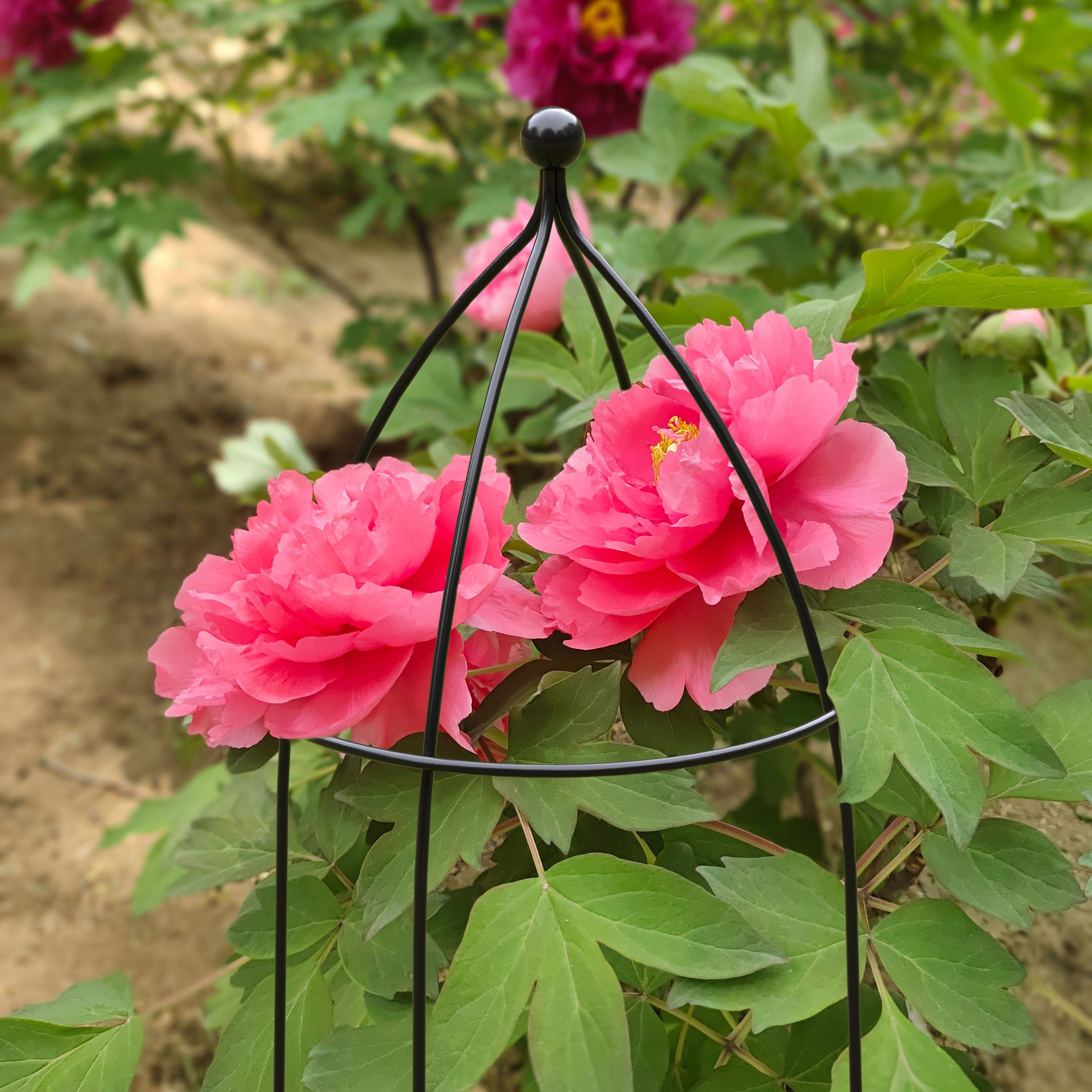 Panacea Cloche (H)75cm