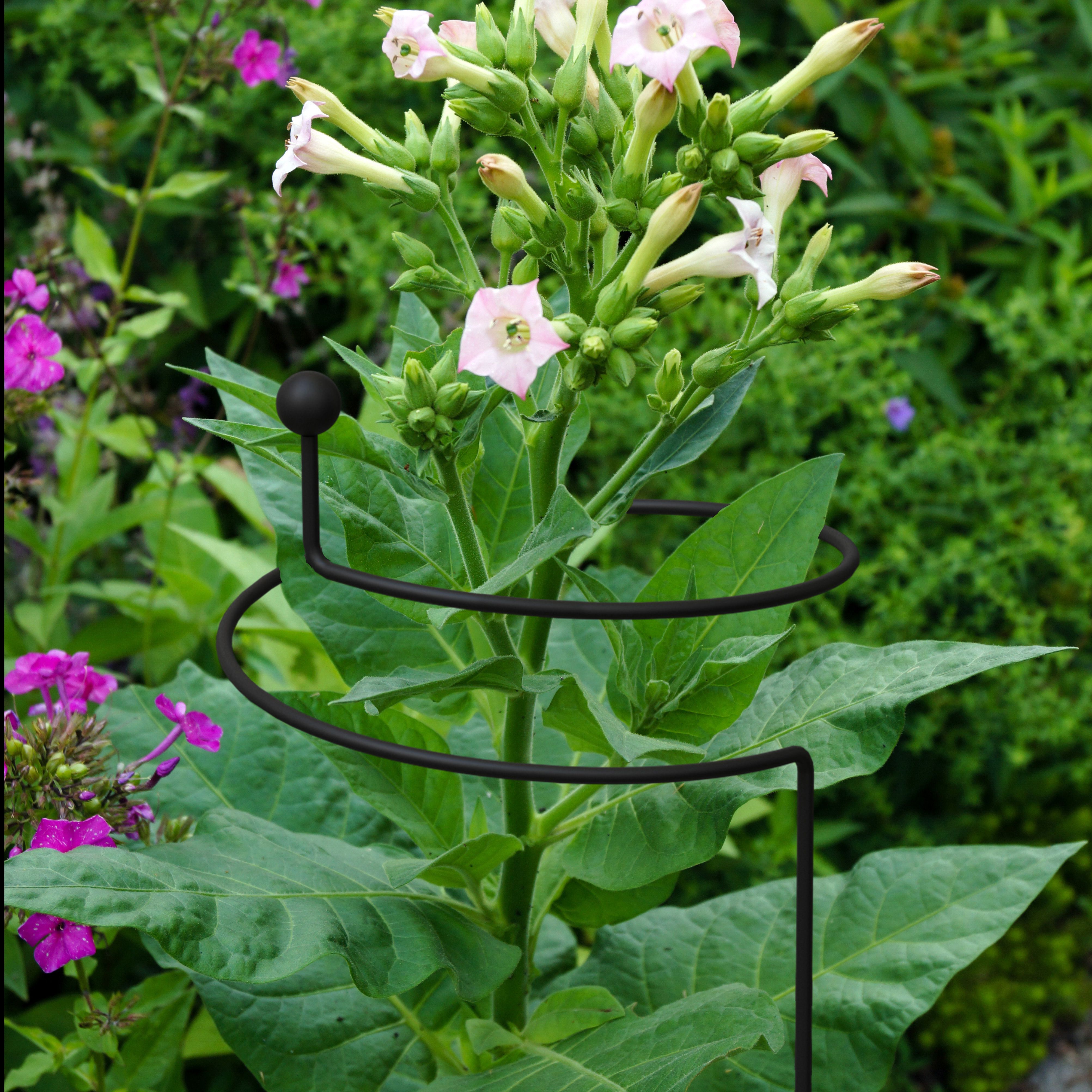 Panacea Steel Single stem Plant support (L)130cm (Dia)20cm