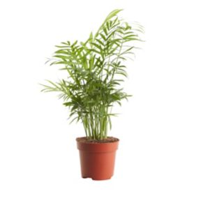 Parlour Palm in 12cm Terracotta Plastic Grow pot