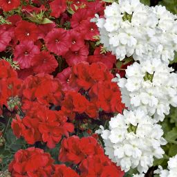 Patio collection Red Summer Bedding plant 10.5cm, Pack of 6