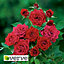 PATIO ROSES- RED RASCAL