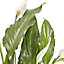 Peace lily in 14cm White Ceramic Grow pot
