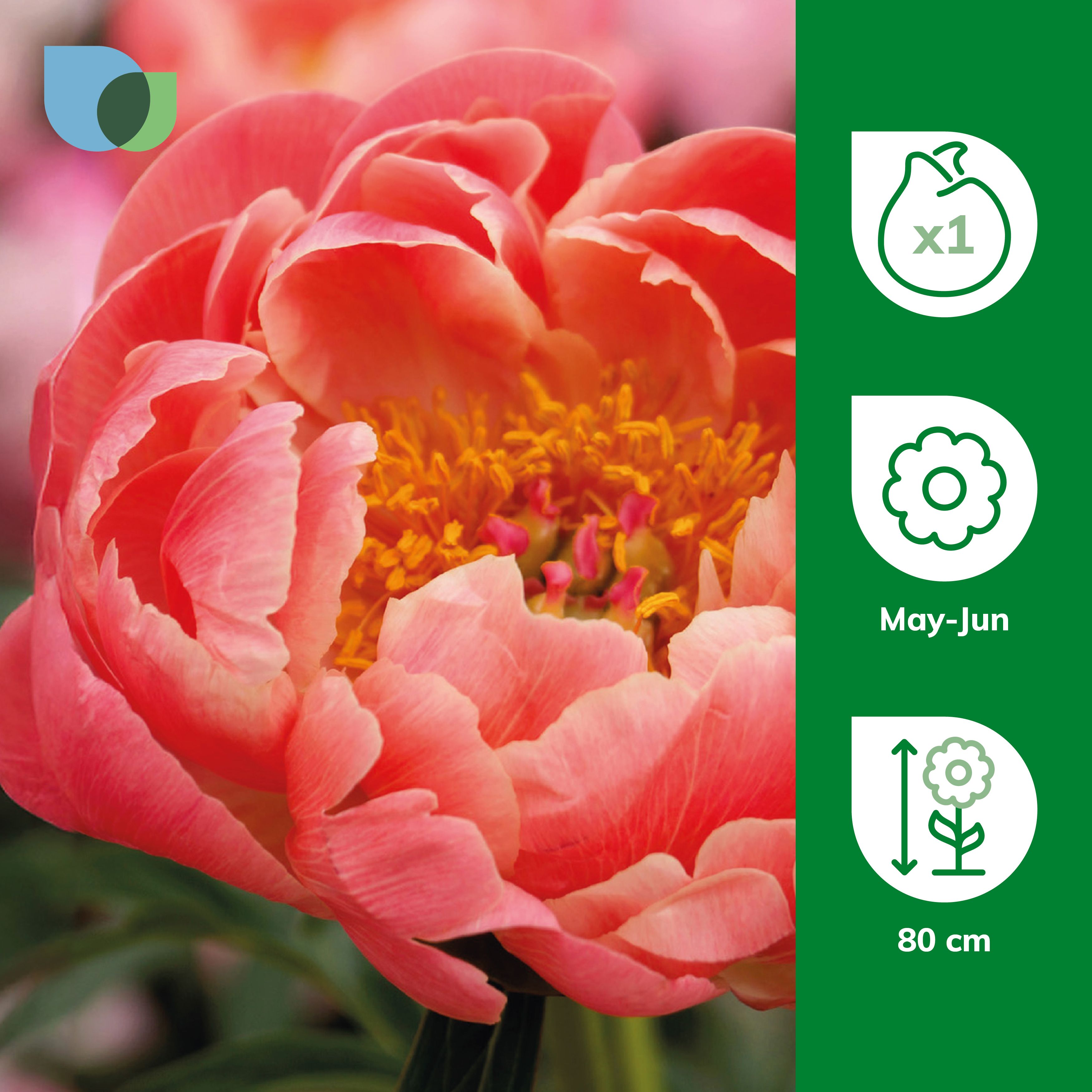 Peony Coral Charm Flower bulb