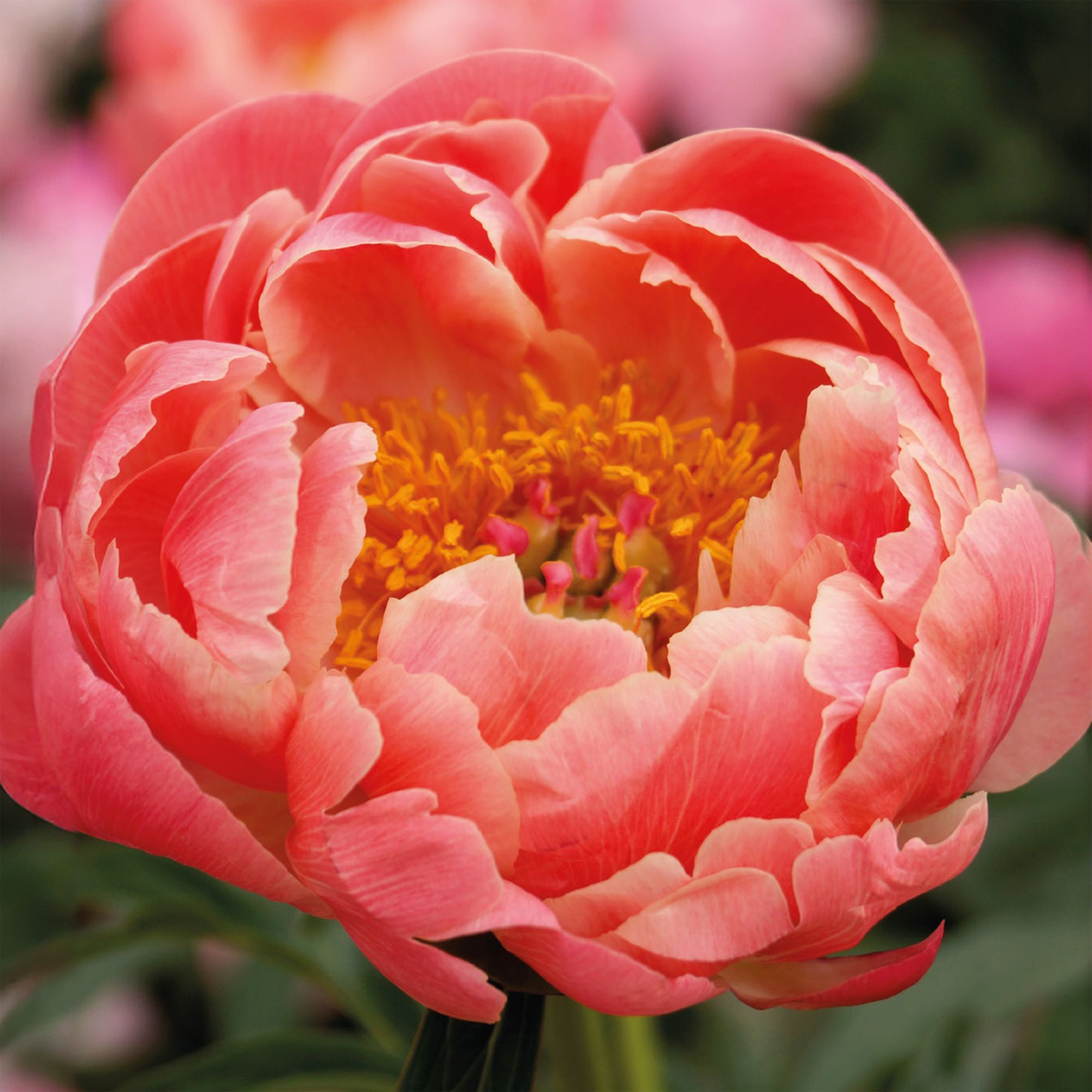 Peony Coral Charm Flower bulb