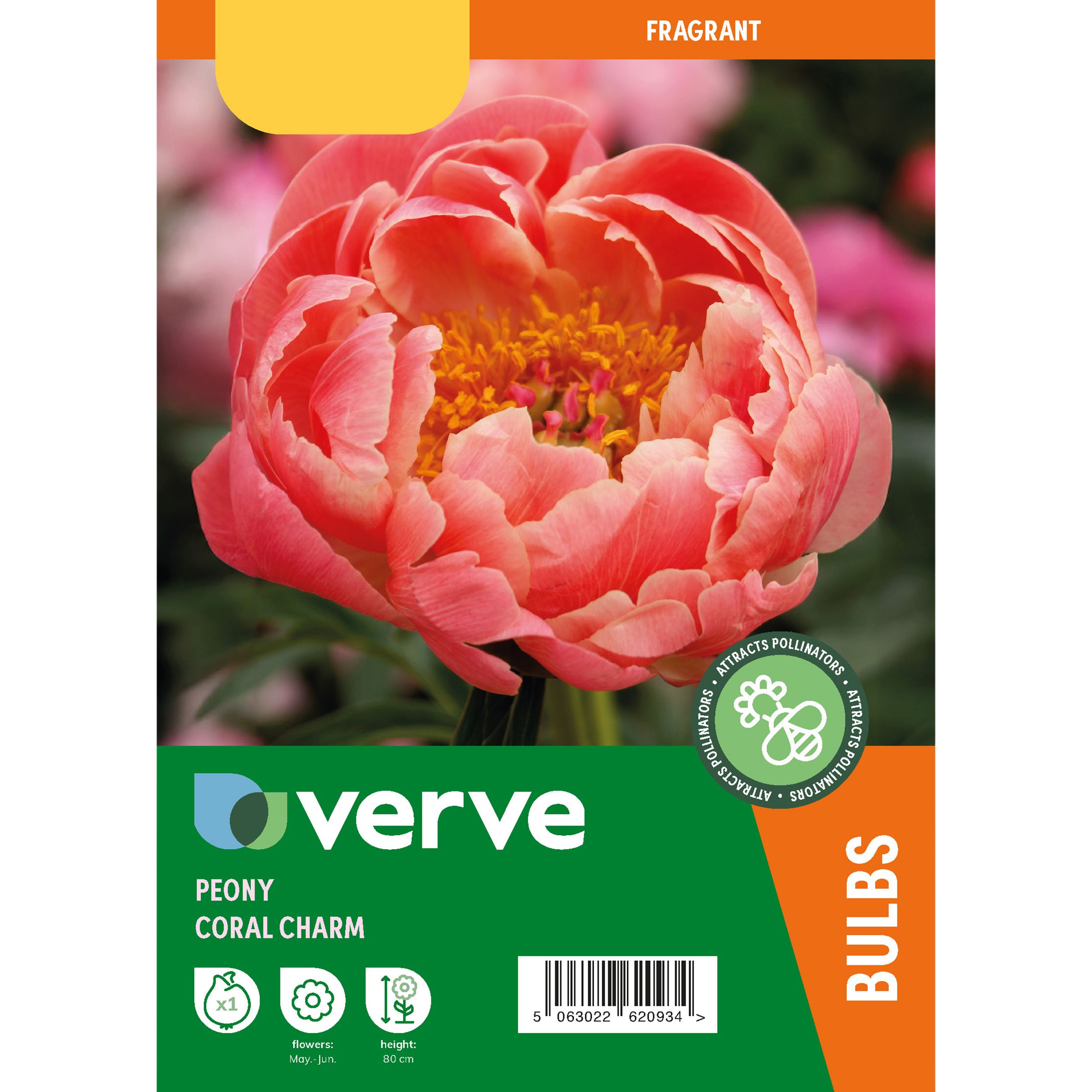 Peony Coral Charm Flower bulb