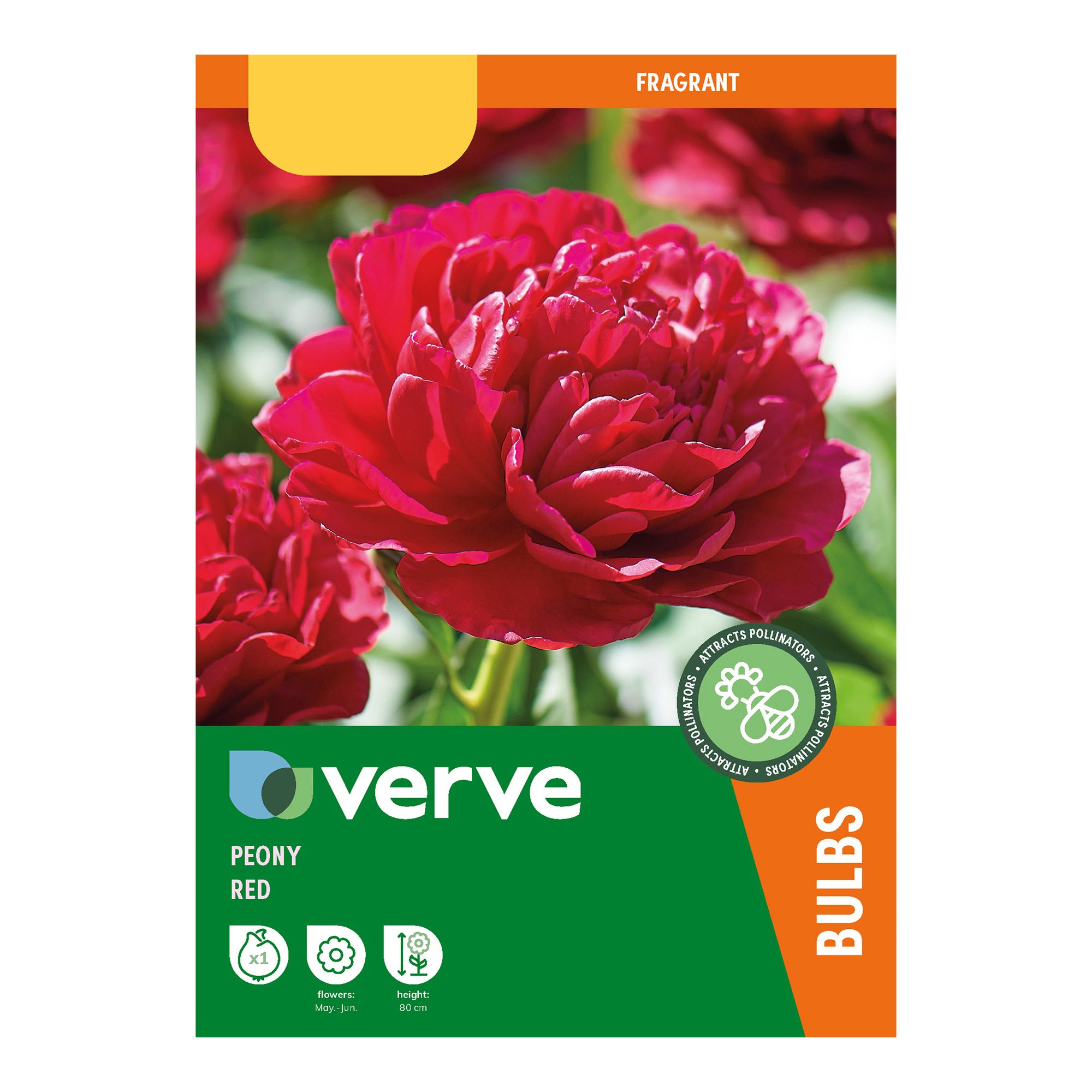 Peony Red Flower bulb