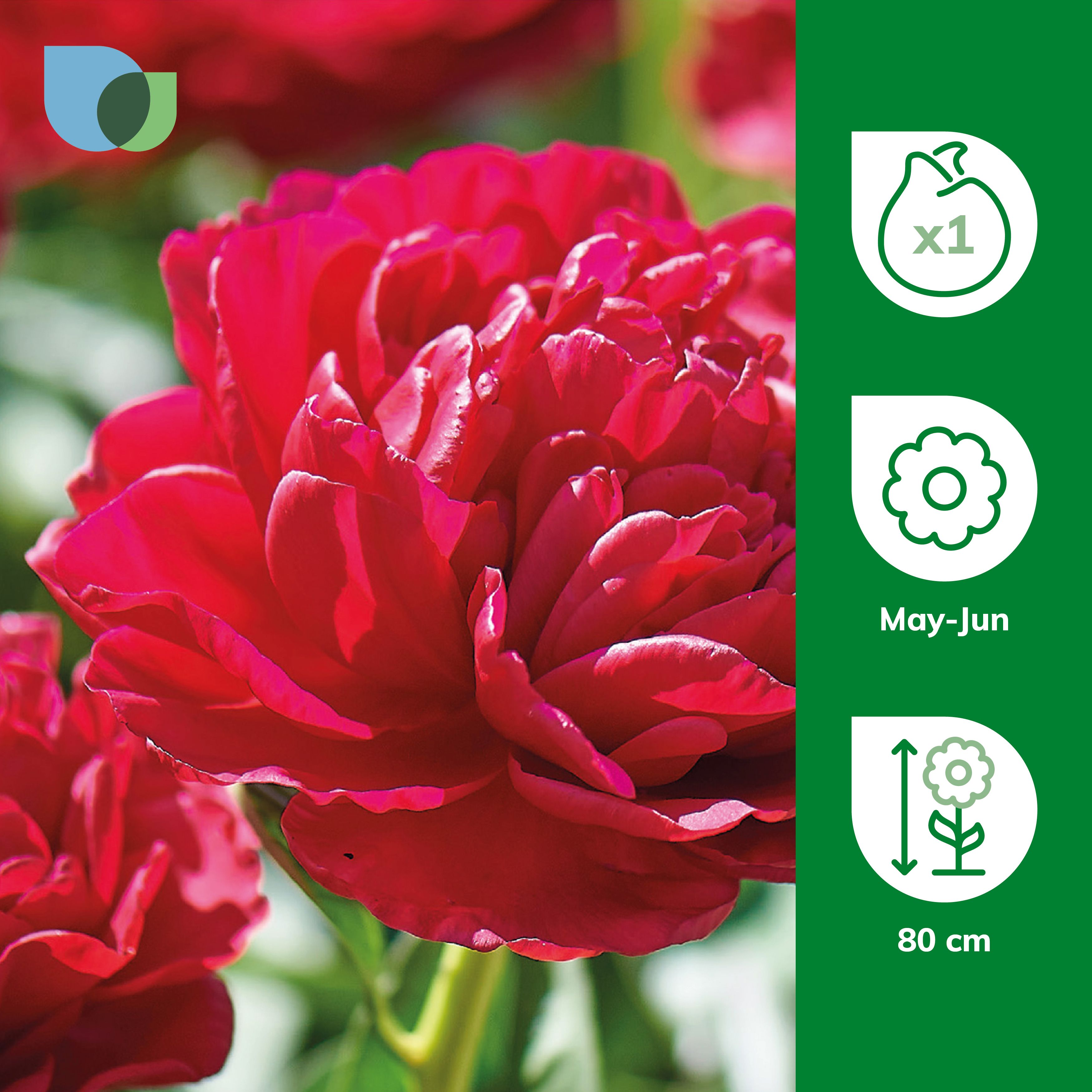 Peony Red Flower bulb