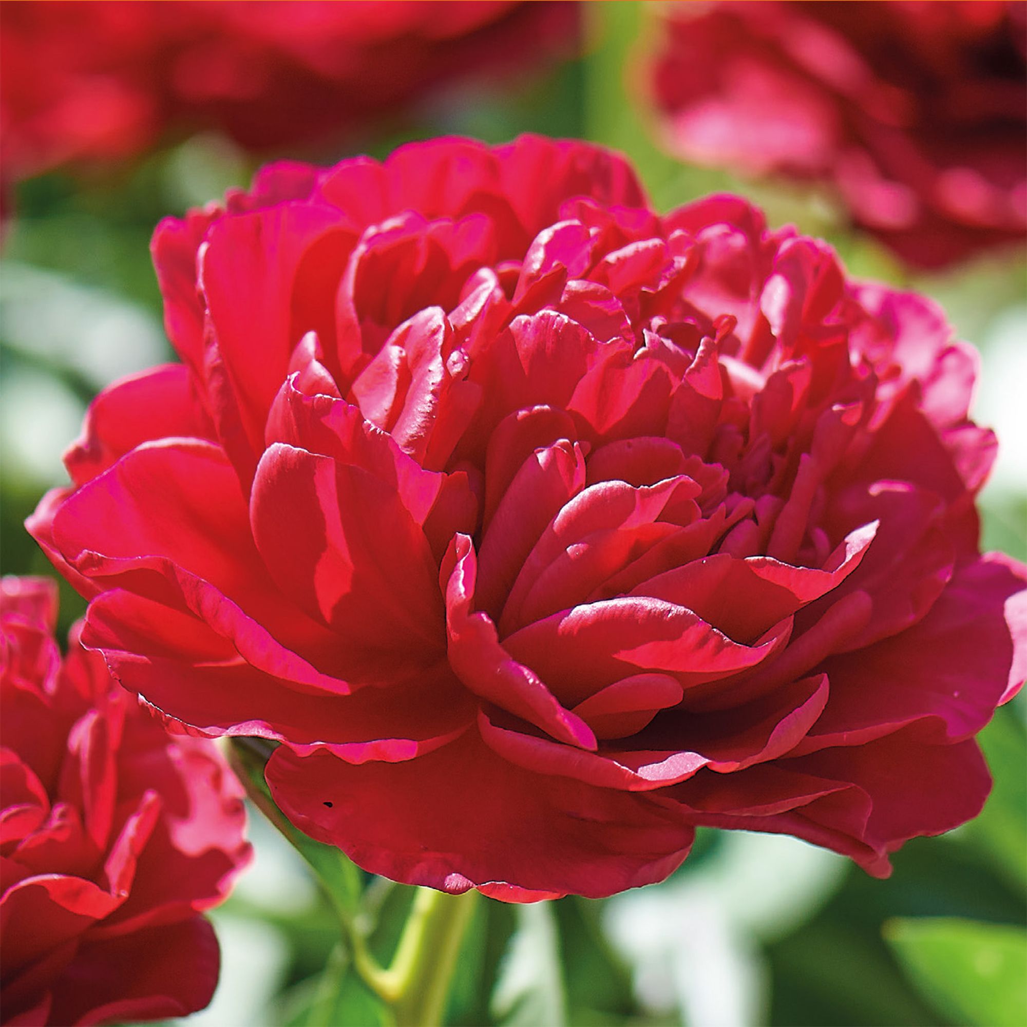 Peony Red Flower bulb